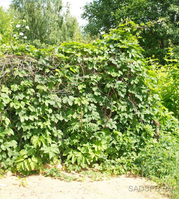 Хмель, Humulus_lupulus